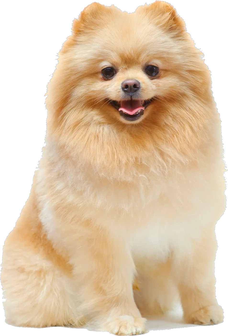 Transparent Pomeranian Png Female Pomeranian Dog