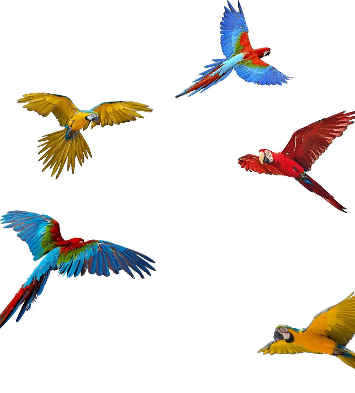 Macaw Download Png