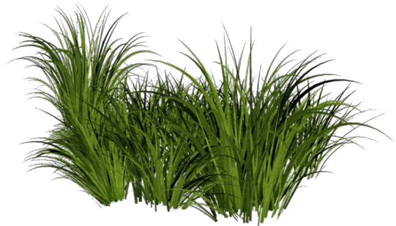 Beach Grass Png File Tall Grass Transparent Background