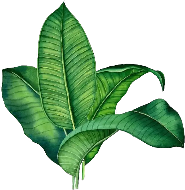 sticker palm leave green palme grün plant tropical Banana Leaf Transparent Background