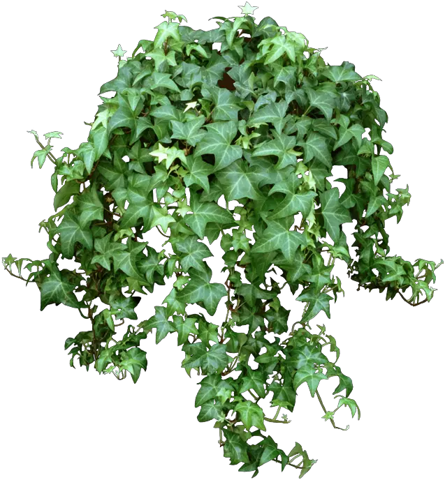 Transparent Vine Png Hanging Plants No Background