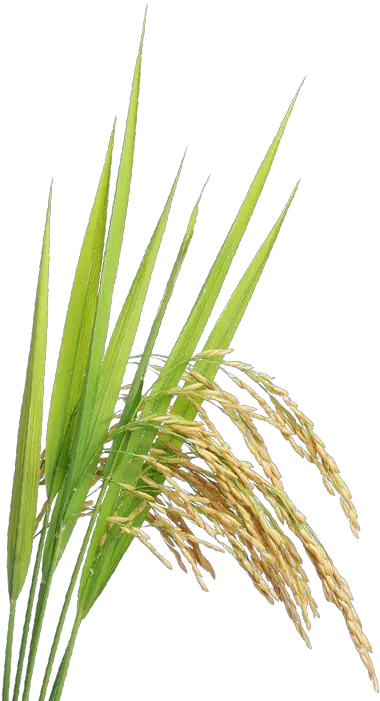 Rice Plant Png Transparent Paddy Crop Png