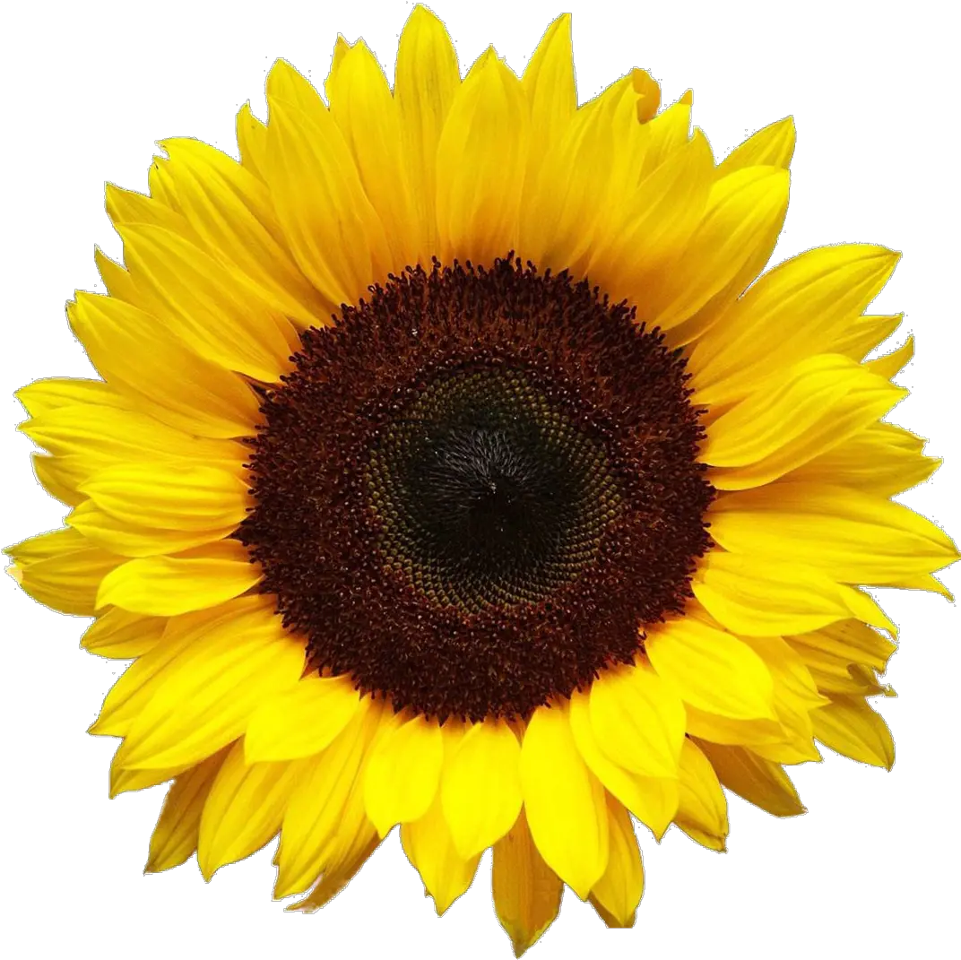 Aesthetic Sunflower Png Photo Transparent Background Transparent Sunflower