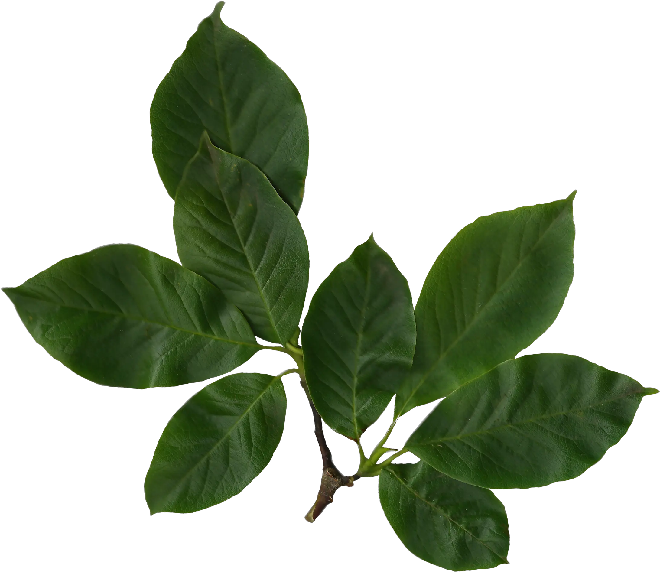 Transparent Real Leaves Png