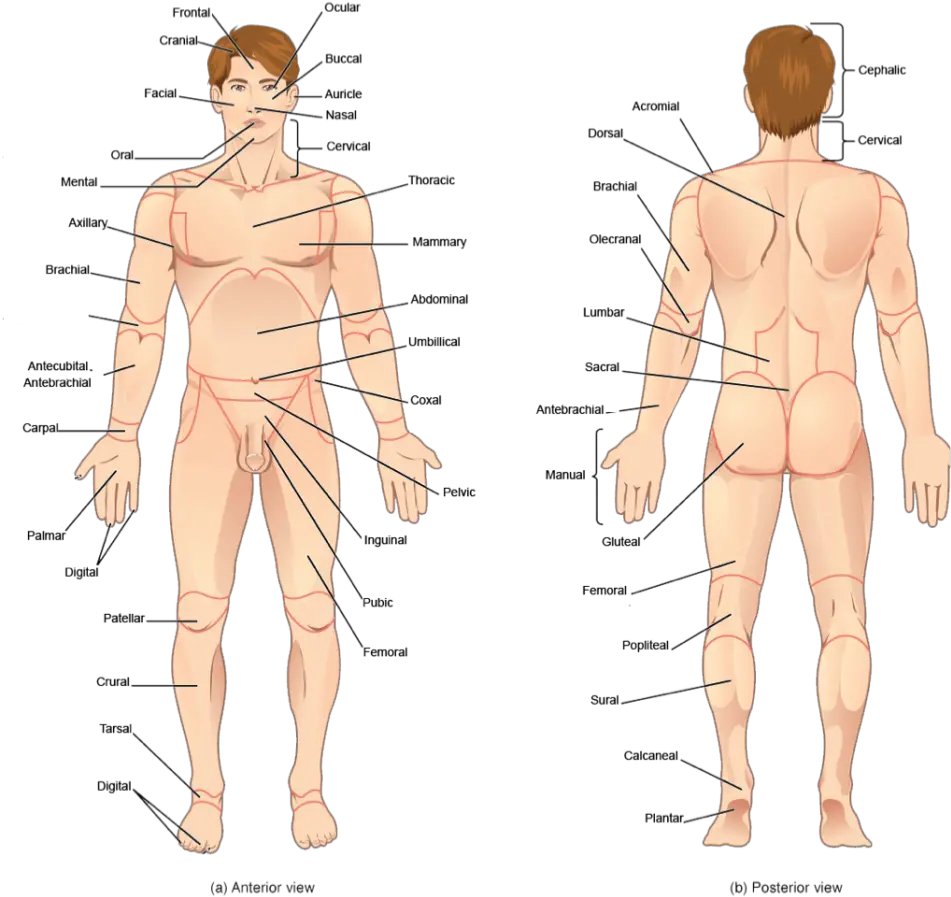 Transparent Human Body Parts Clipart Human All Body Parts Name