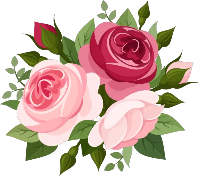 Pink Roses Png Elegant Rose Vector Picture Bouquet Flower Vector Png