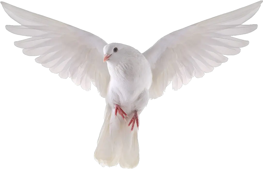 Columbidae Domestic Pigeon Bird Stock Photography Royalty-free White Dove Transparent Background