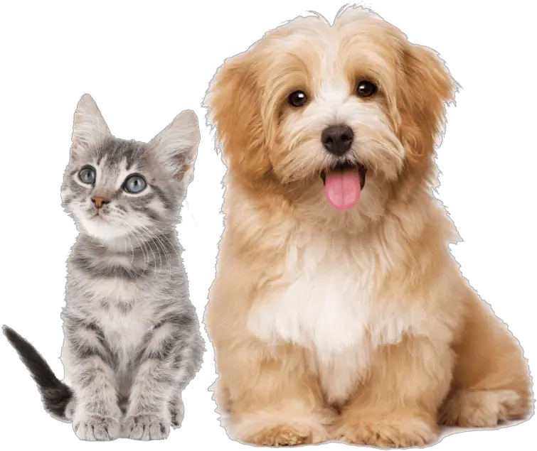 Transparent Background Pets Clipart