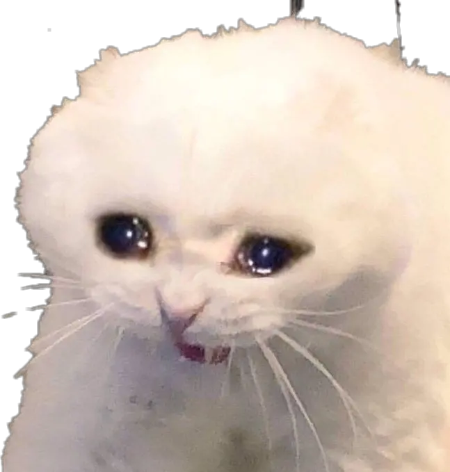 gato llorando sadaesthetic Sad Cat Meme Png