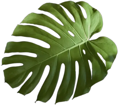 Monstera Deliciosa