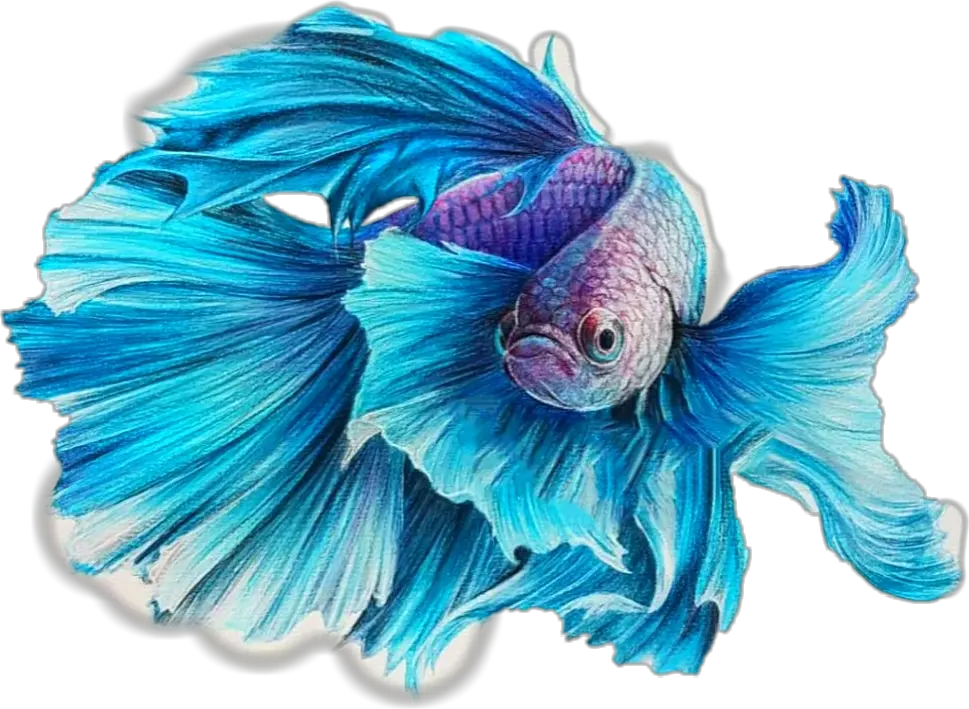 Transparent Betta Fish Clipart Fish Drawing Color Pencil