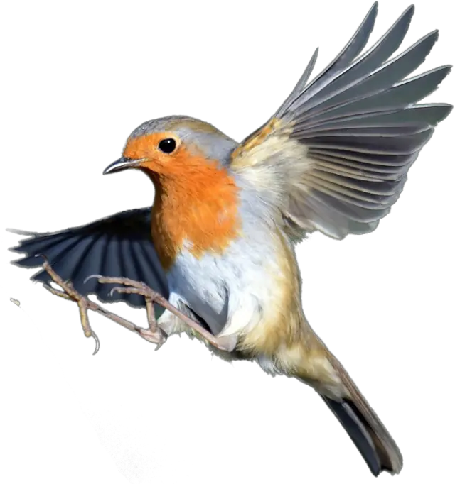 Transparent Robin Bird Png European Robin