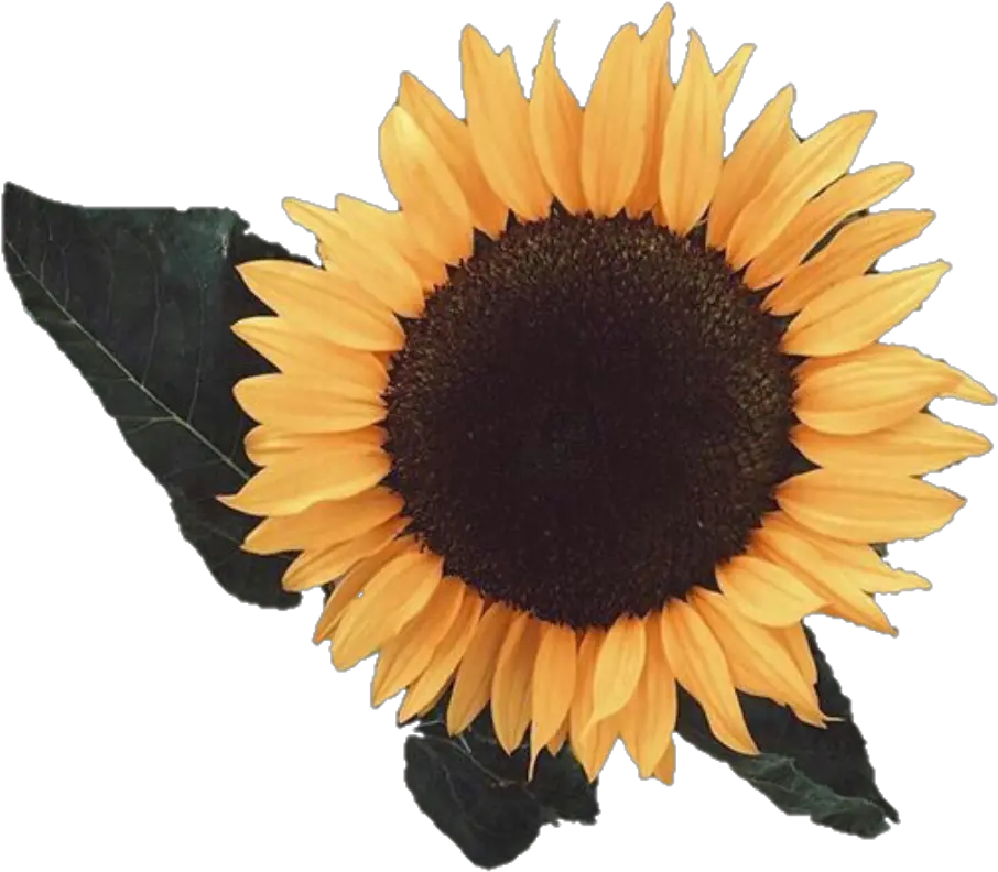 Aesthetic Sunflower Png Image Aesthetic Sunflower Transparent Background