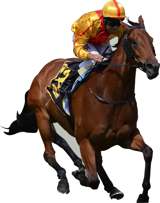 Race Horse Png Horse Racing Png