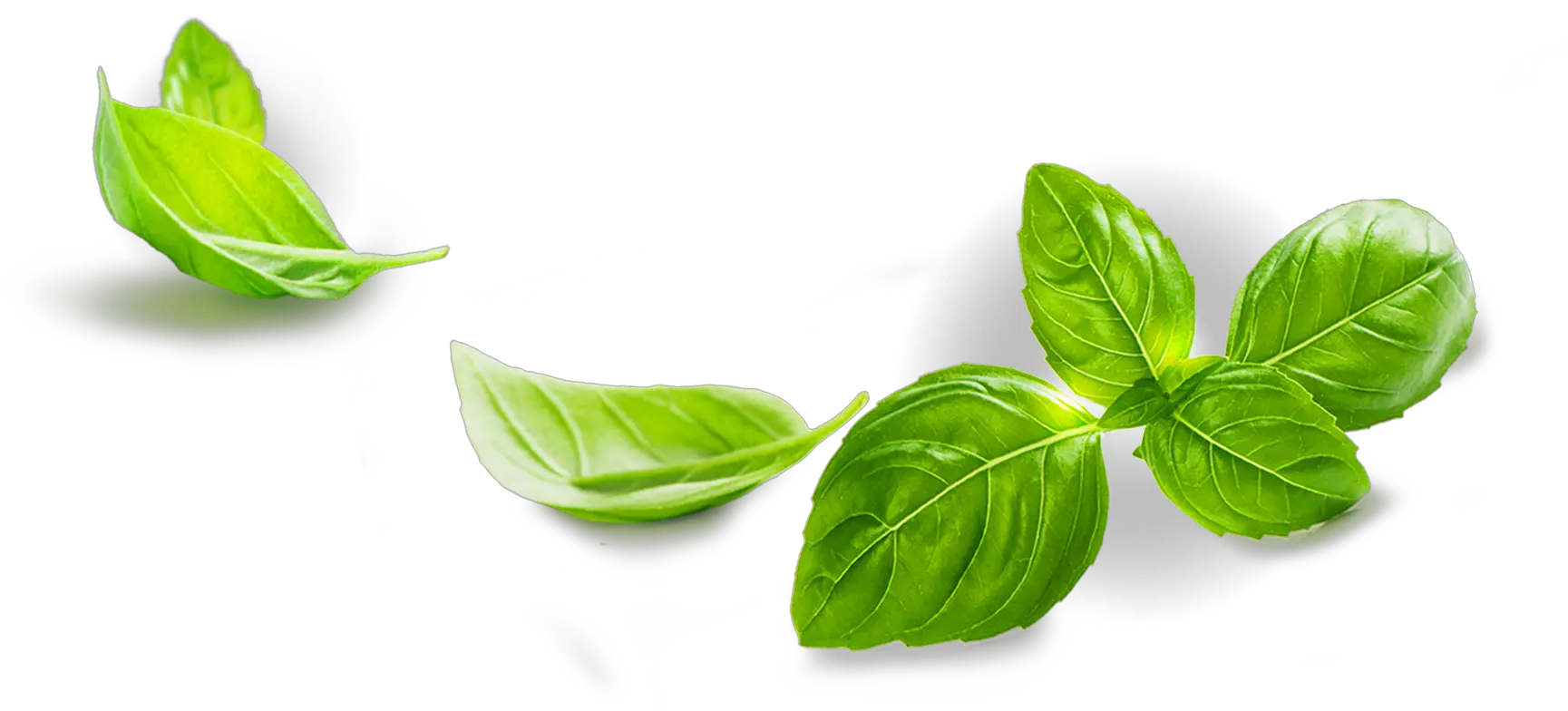 Basil Png