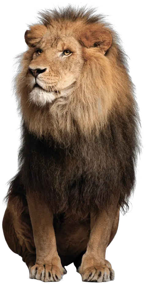 Lion Png Image Lion Png Images Hd