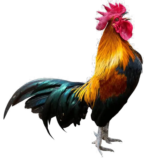 Rooster Transparent Background Png Crowing Rooster