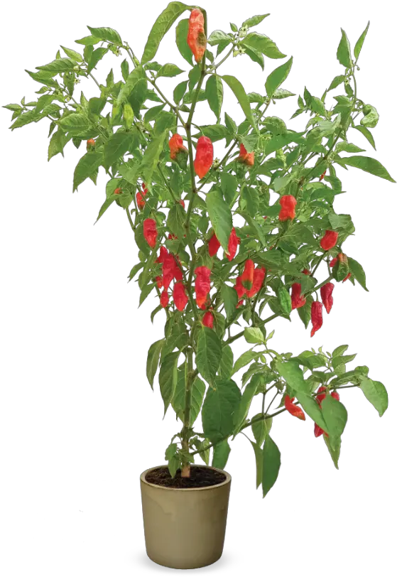 Hot Pepper Plant Png