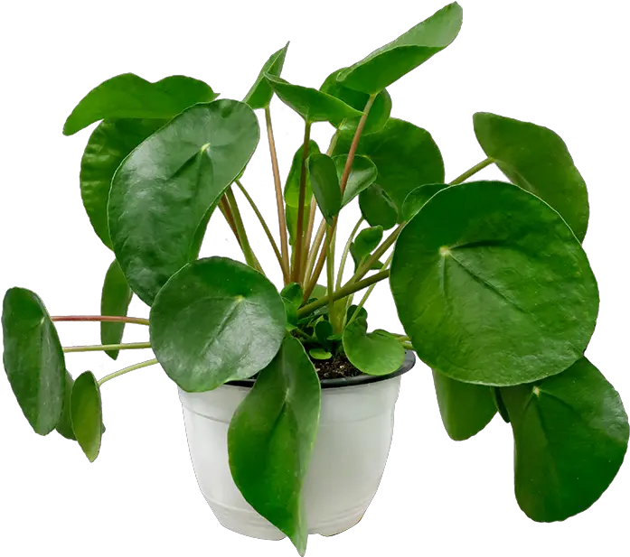 Transparent Money Plant Png