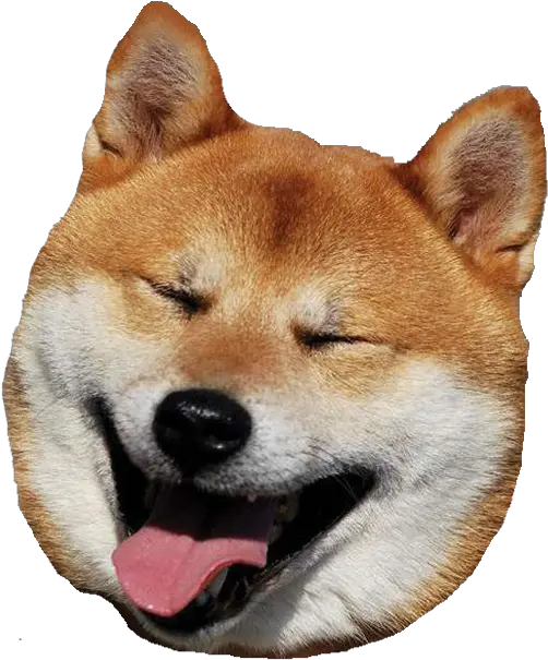 Big Shiba Inu Head Transparent Huge Shiba Inu Laughing