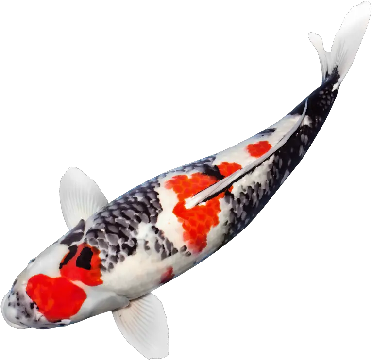 Japanese Koi Fish Png