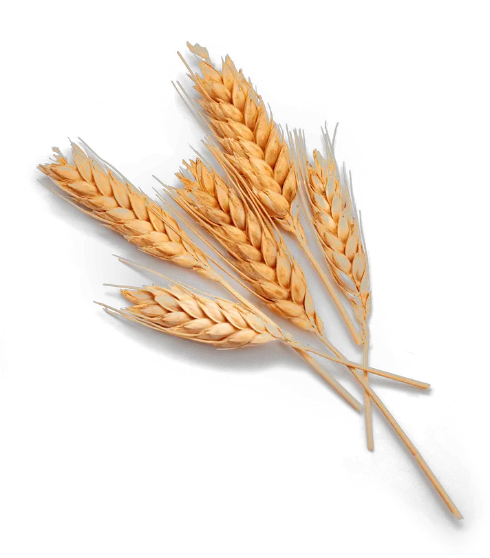 Single Grain Of Wheat