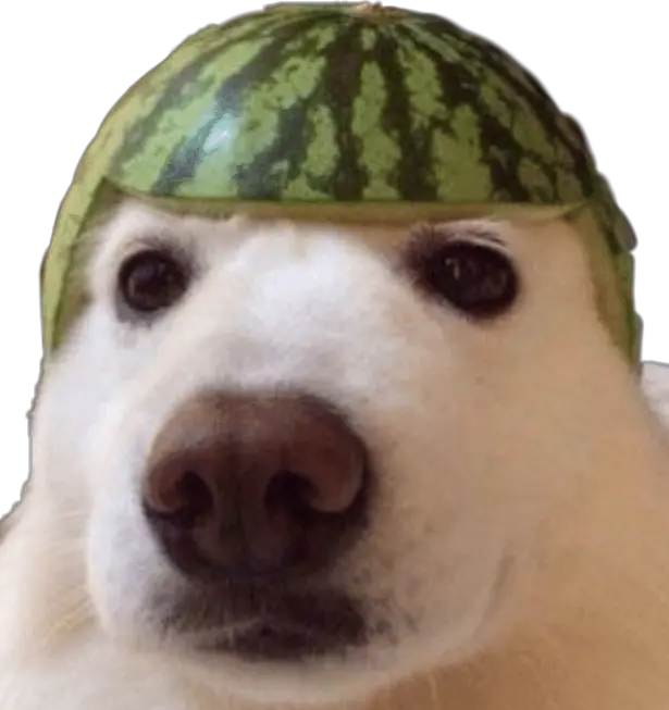 dank meme dankememe dankmemes yeet dog watermelon Watermelon Dog Meme