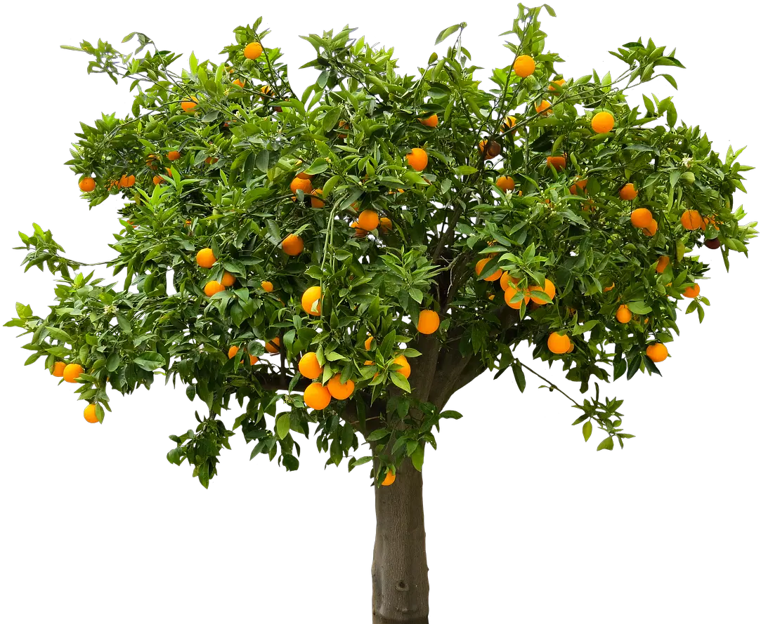 Fruit Tree Png