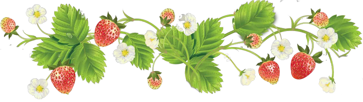 Transparent Strawberry Clipart Png Strawberries Plant Clipart Border