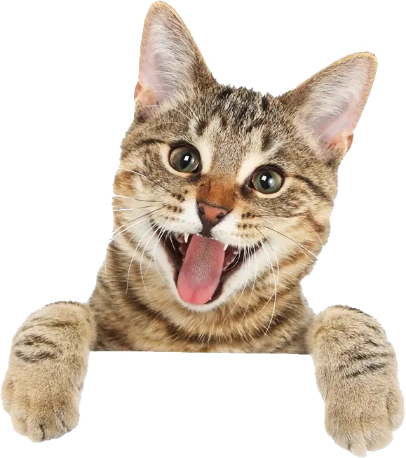 Cat Tongue Png Cute Cat Png