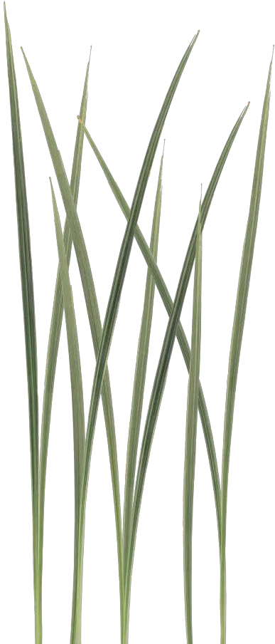 Transparent Texture Png Unity Grass Texture Png