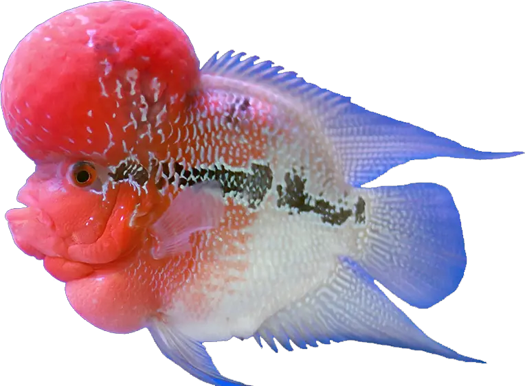 Flower Horn Fish Hd Png