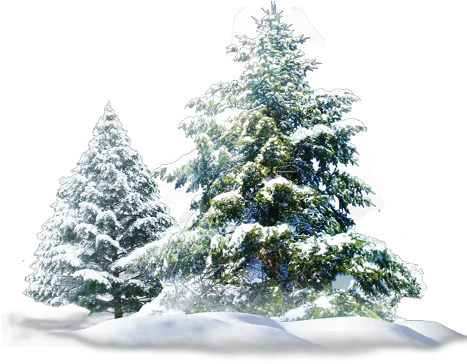 Snow Pine Tree Png Pine Tree Snow Png