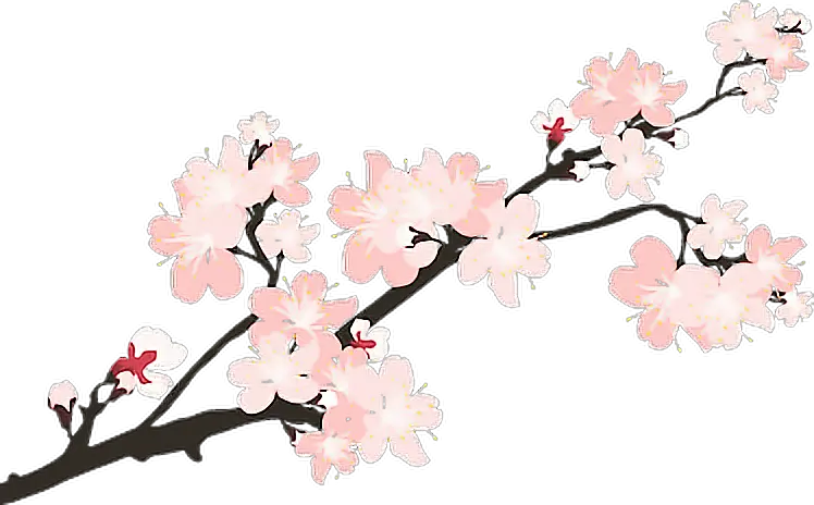 sakura japan sticker remixit Japanese Cherry Blossom Transparent