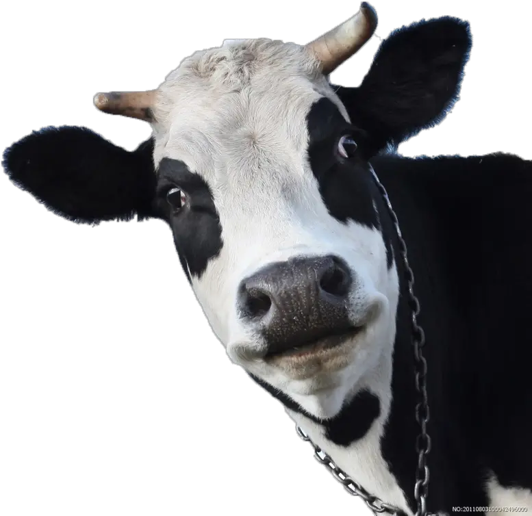 Transparent Cow Head Png Face Of A Cow