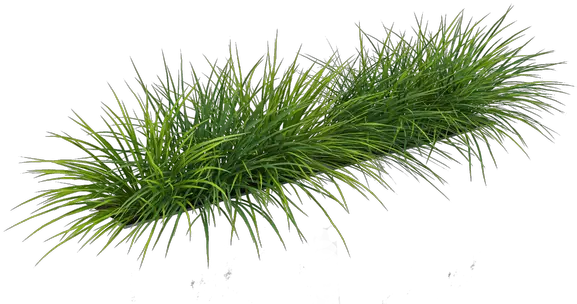 Grass Png By Gareng Sweet Grass