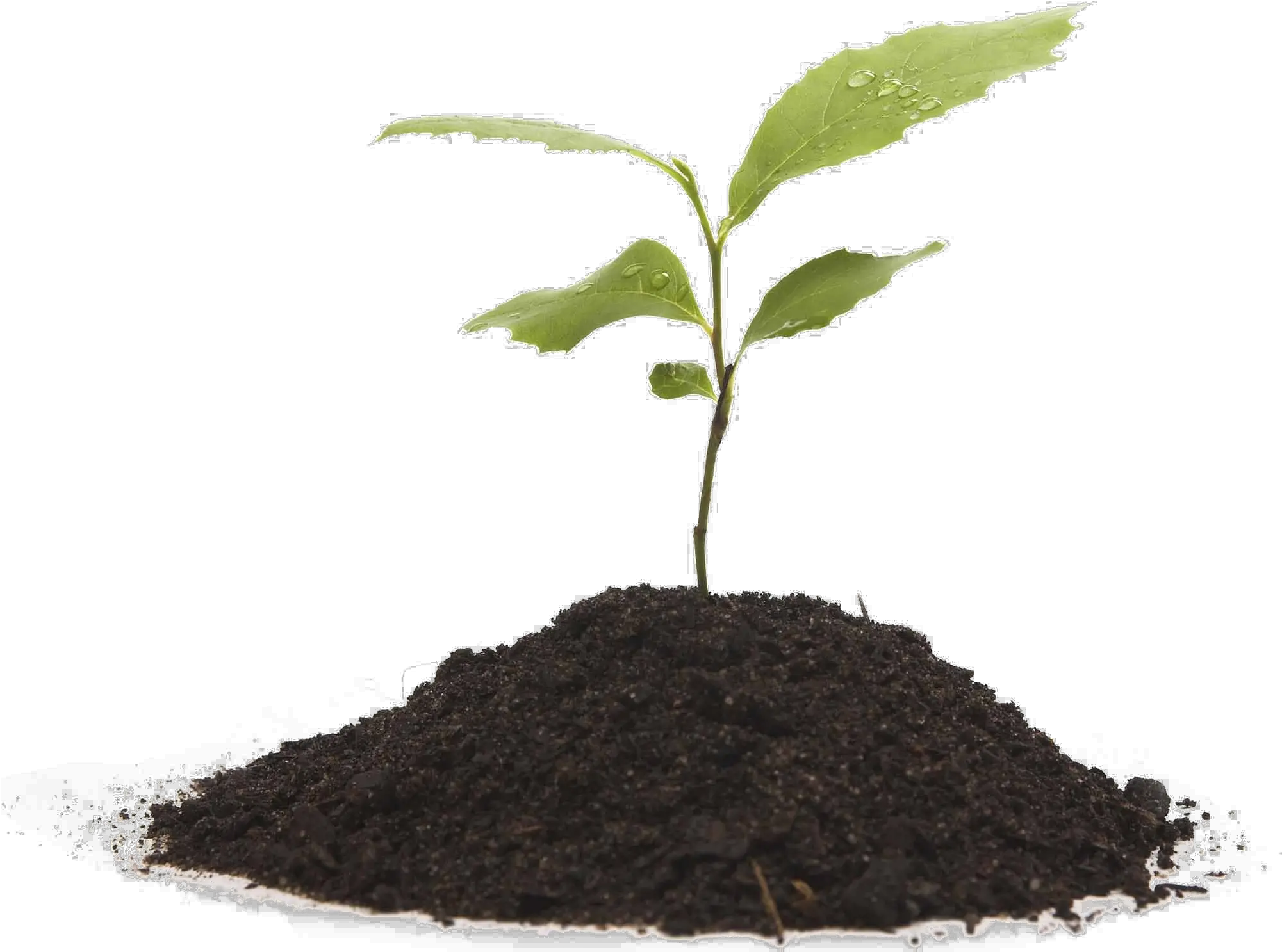 Soil Png Plant Growing Transparent Background