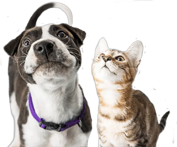 Dog And Cat Looking Up Happy Dog And Cat Png