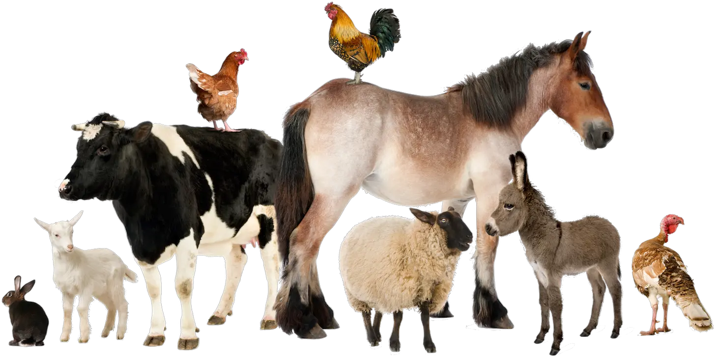 The Vet Group Group Of Farm Animals