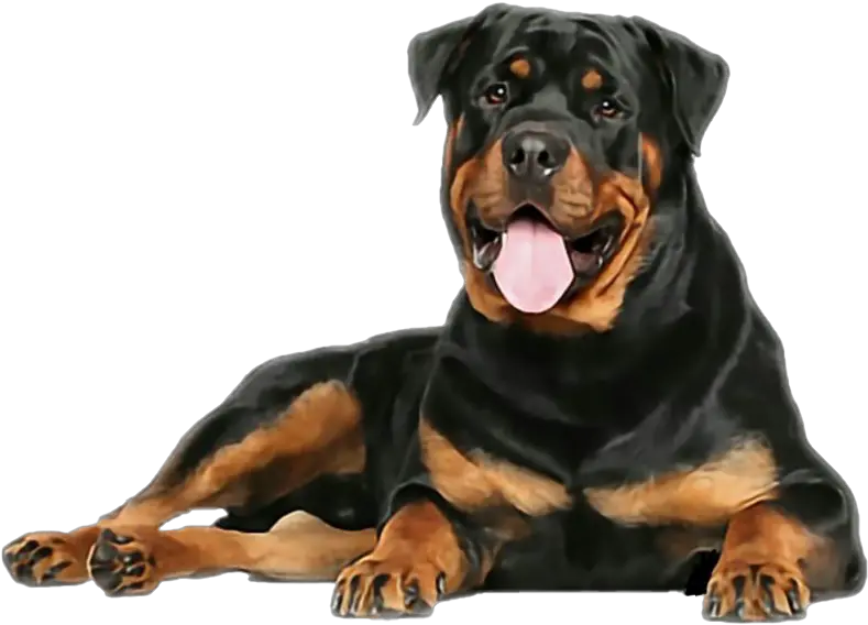 Rottweiler Png Free Download Rottweiler Dogs