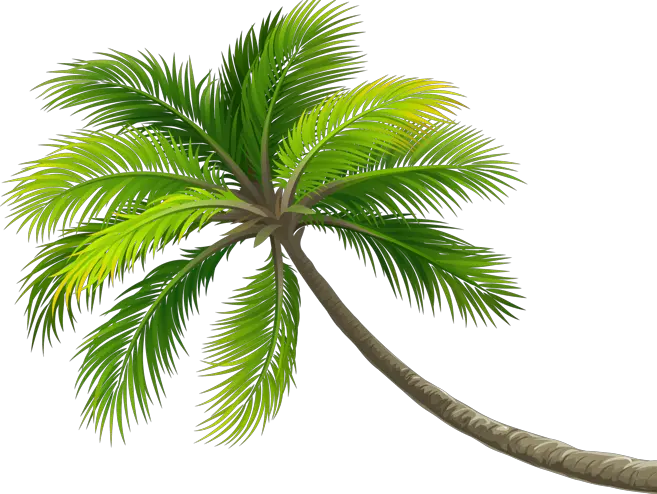 summer palm palmera ftestickers ftstickers stickers Beach Coconut Tree Png