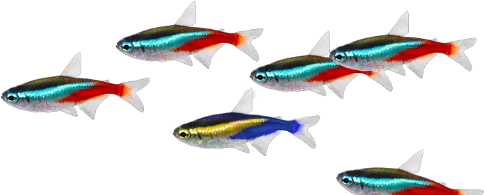 Fish Image School Of Fish Transparent Background