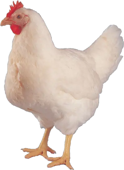 Hen Album On Imgur Hen Images Hd Png