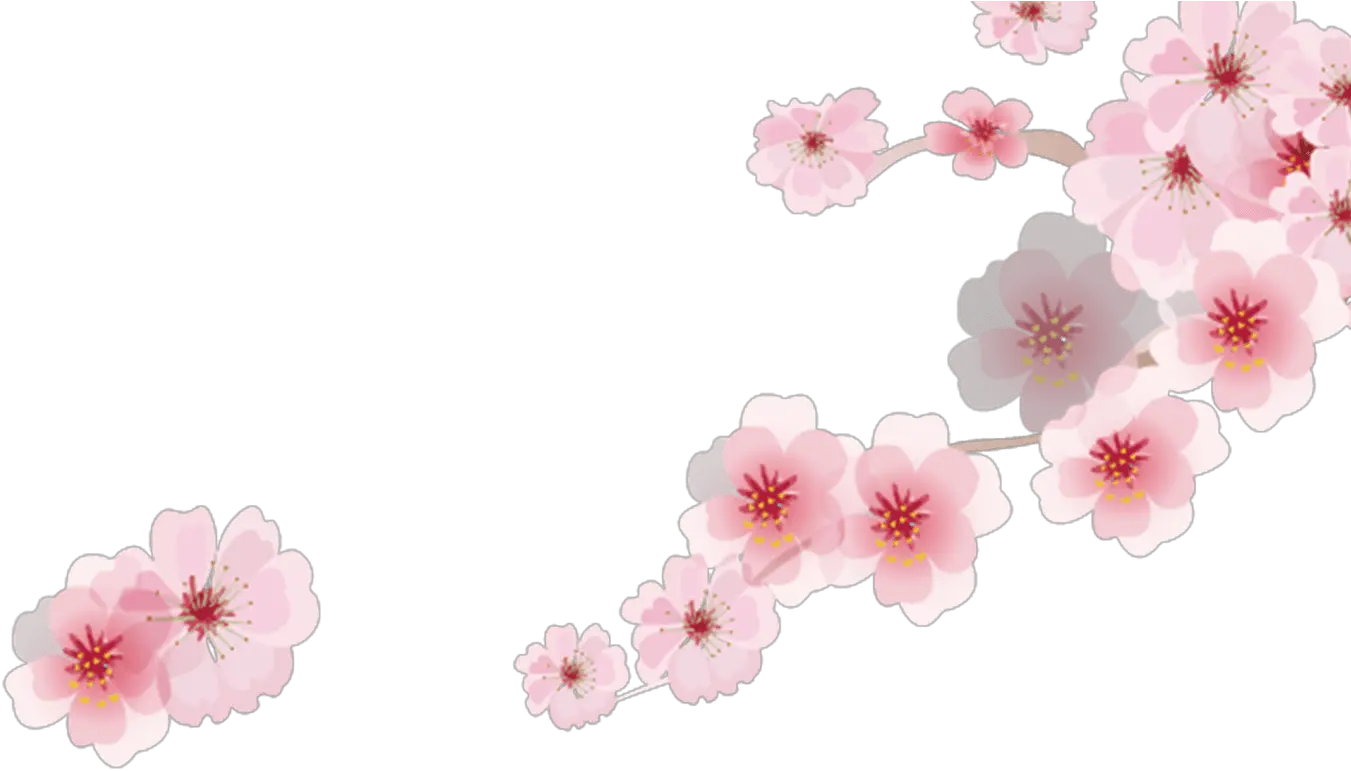 Cherry Blossom Cartoon Romantic Sakura Japanese Cartoon Sakura Png Cartoon