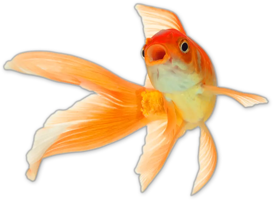 Goldfish Png Transparent Background Gold Fish Png