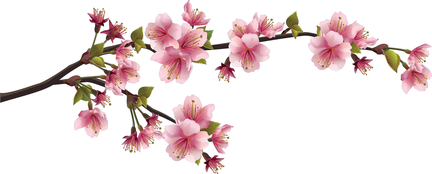 Cherry Blossom Branch Png