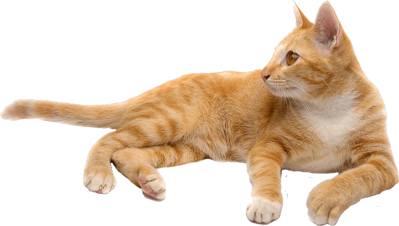 Cat Png قطة Png