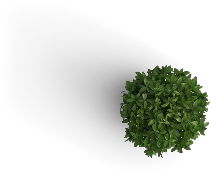 Trees Top View Png Plant Png