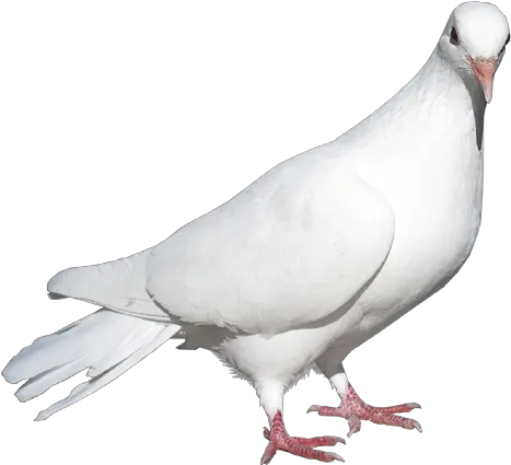 Pigeon Png In Black Background