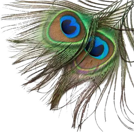 Bird Feather Peafowl Transparent Background Peacock Feather Png